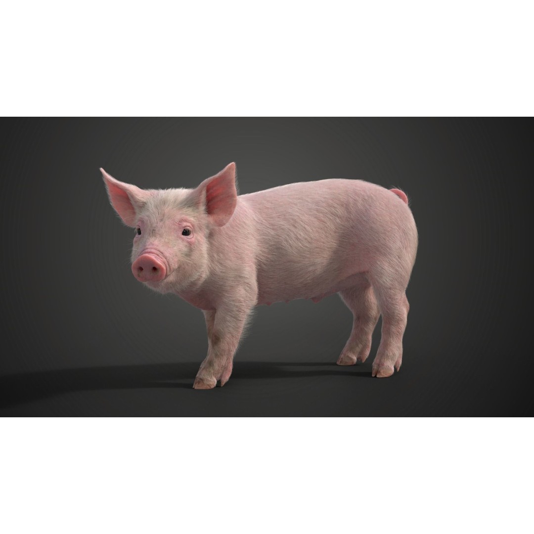 Piggy 3D Model – High Poly Rigged Character with Animations - View 8