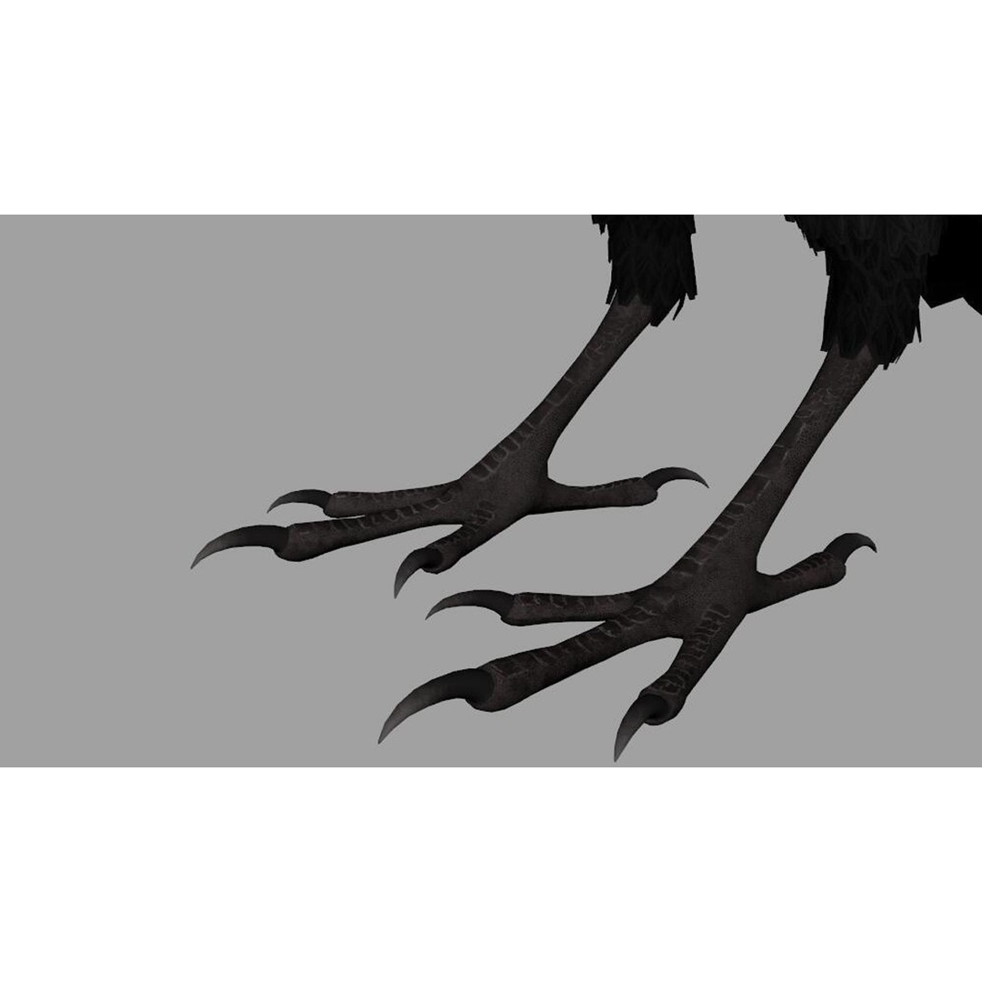 Crow Bird 3D Model – Rigged Animal Asset with Textures, FBX - View 10