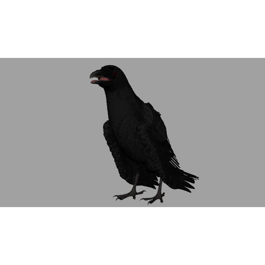 Crow Bird 3D Model – Rigged Animal Asset with Textures, FBX - View 11