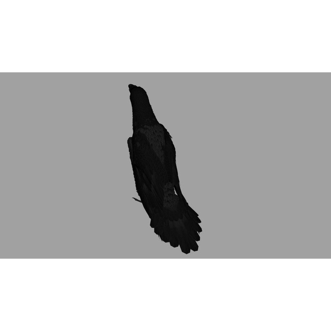 Crow Bird 3D Model – Rigged Animal Asset with Textures, FBX - View 12