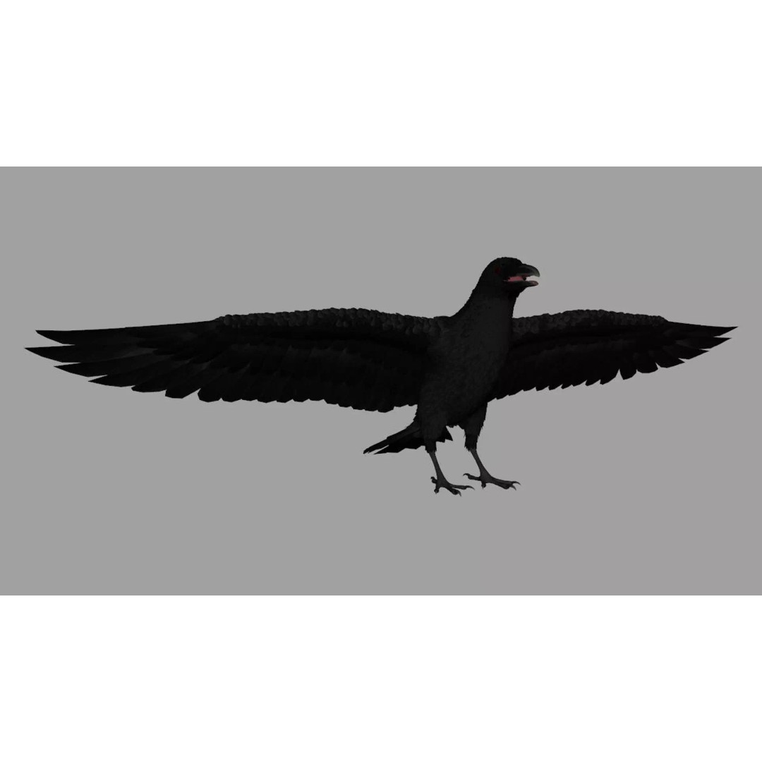 Crow Bird 3D Model – Rigged Animal Asset with Textures, FBX - View 2