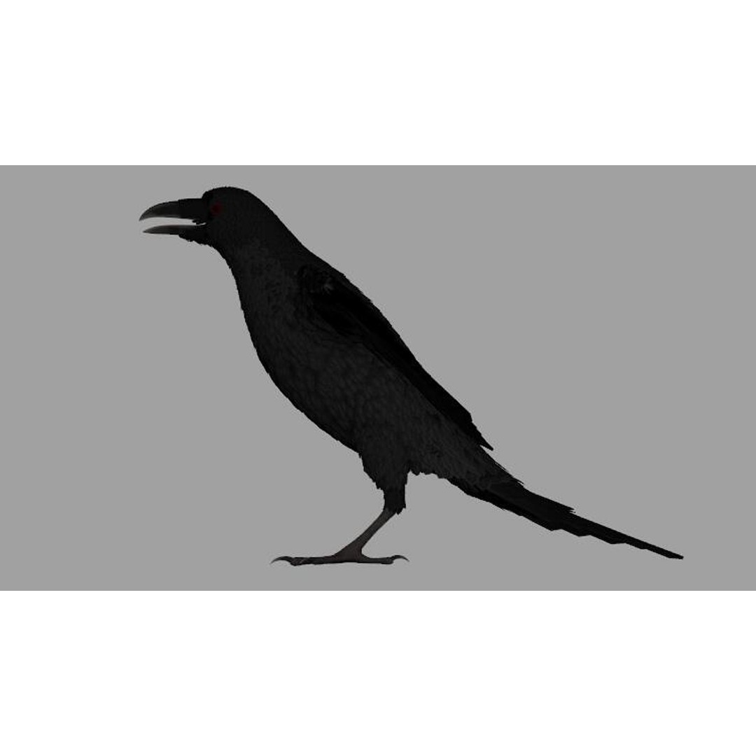 Crow Bird 3D Model – Rigged Animal Asset with Textures, FBX - View 4