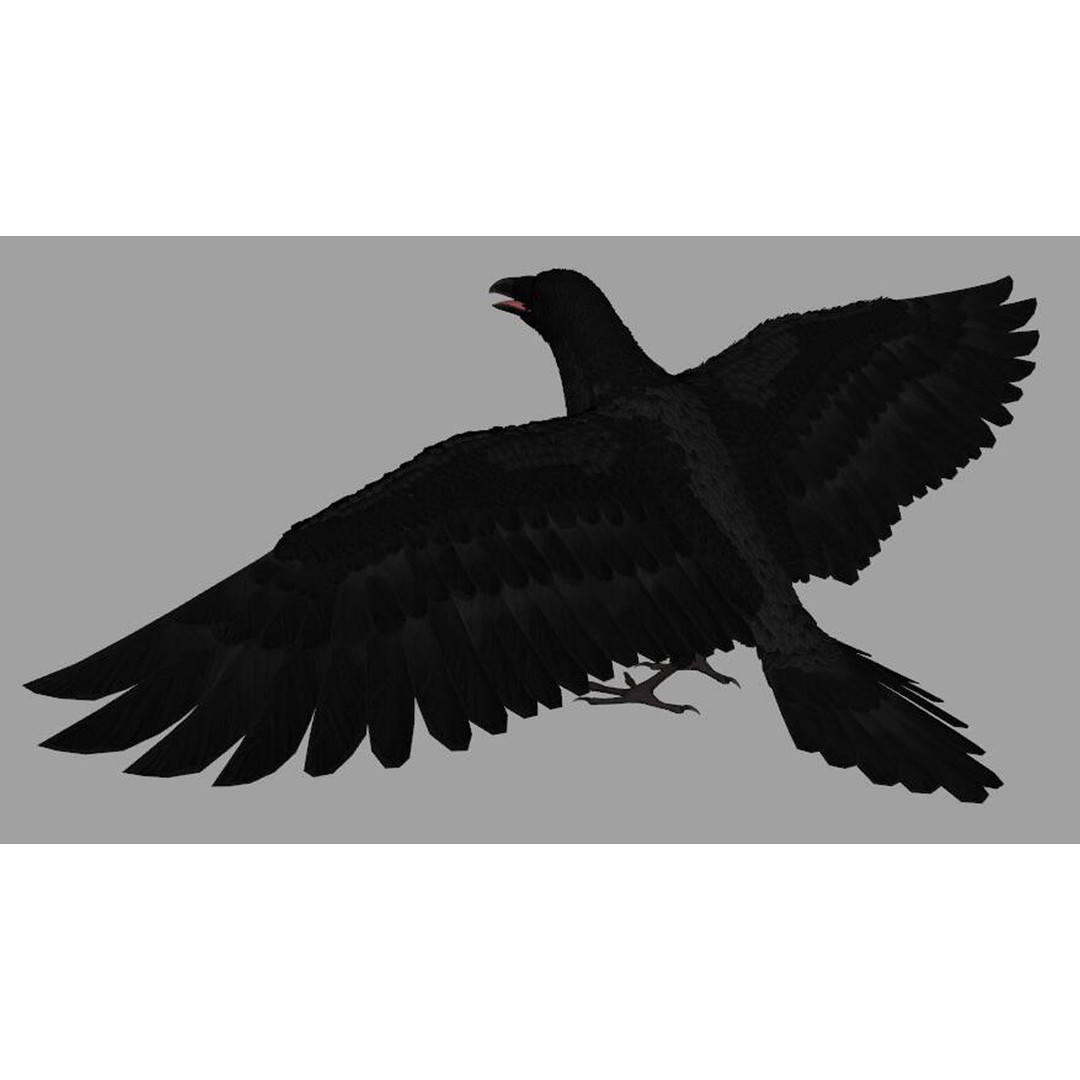 Crow Bird 3D Model – Rigged Animal Asset with Textures, FBX - View 5