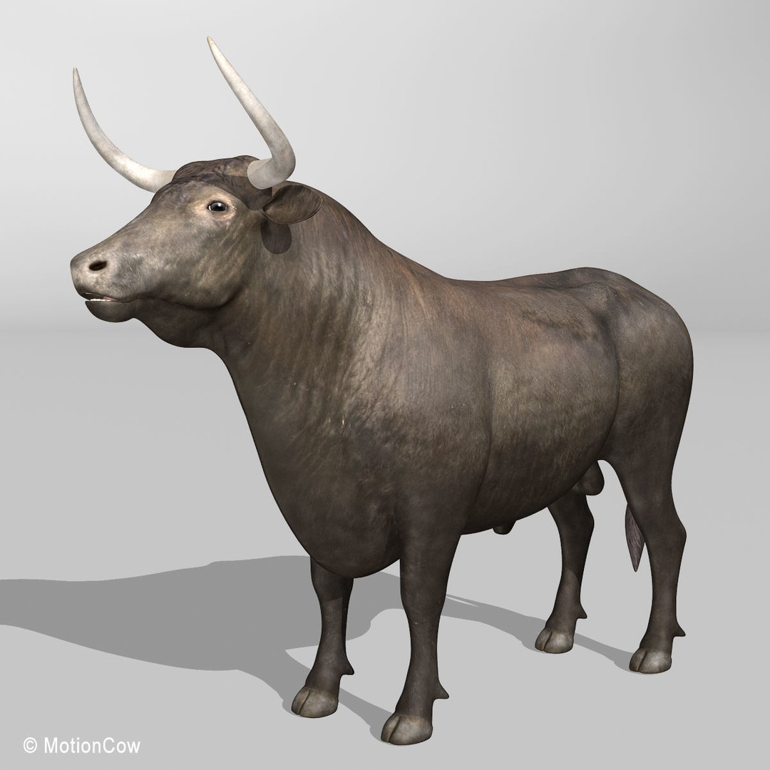 Bull 3D Model – Rigged Animation-Ready Game Asset, FBX - View 3