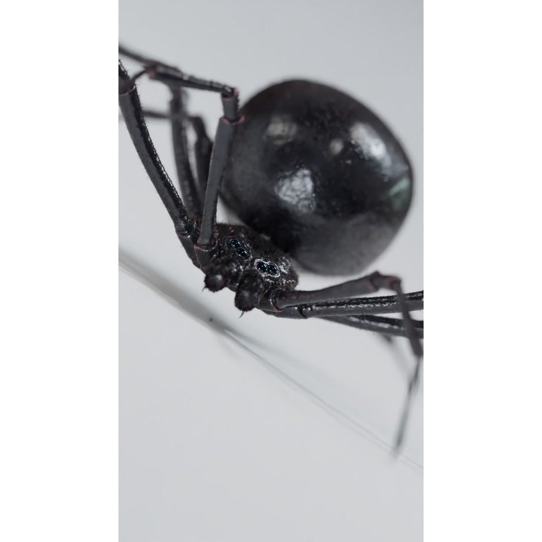 Black Widow 3D Model – Low Poly Rigged Character for Animation - View 3
