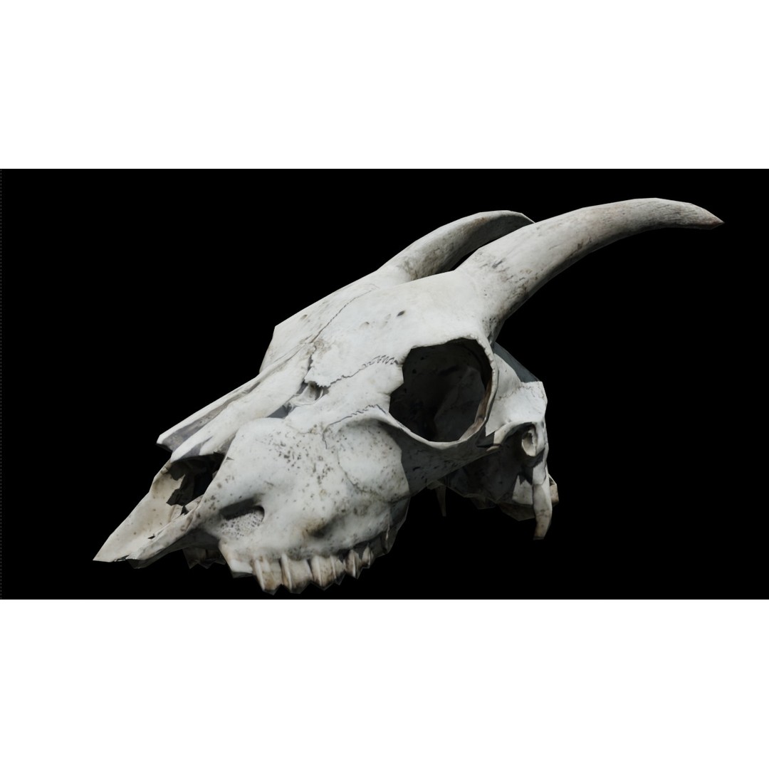 Goat Skull 3D Model – Realistic Low Poly PBR Asset, Game Ready