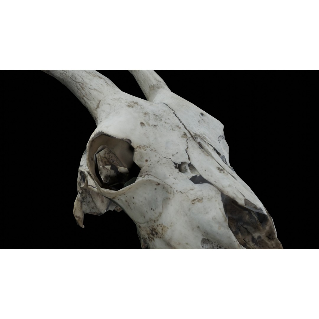 Goat Skull 3D Model – Realistic Low Poly PBR Asset, Game Ready - View 10