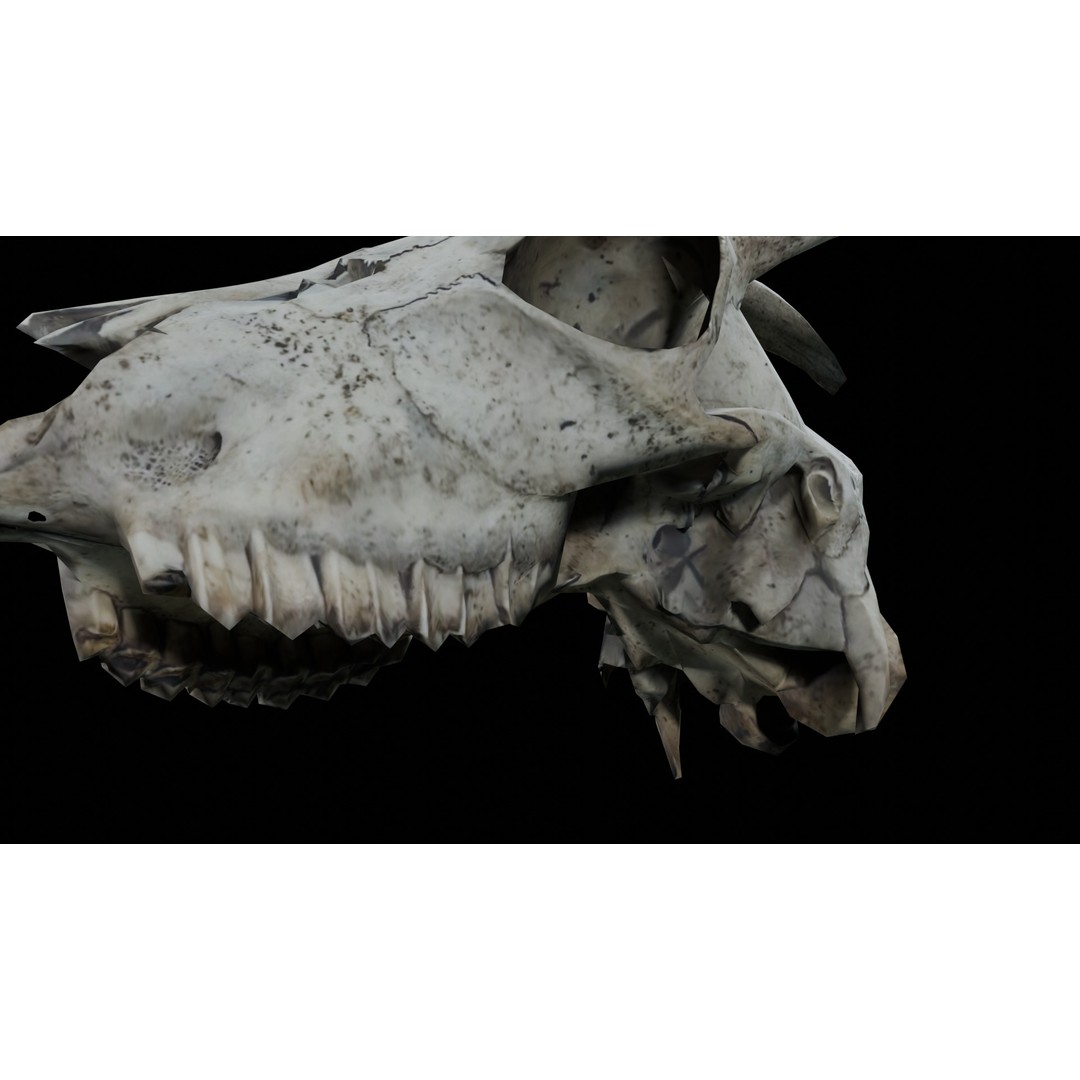 Goat Skull 3D Model – Realistic Low Poly PBR Asset, Game Ready - View 11