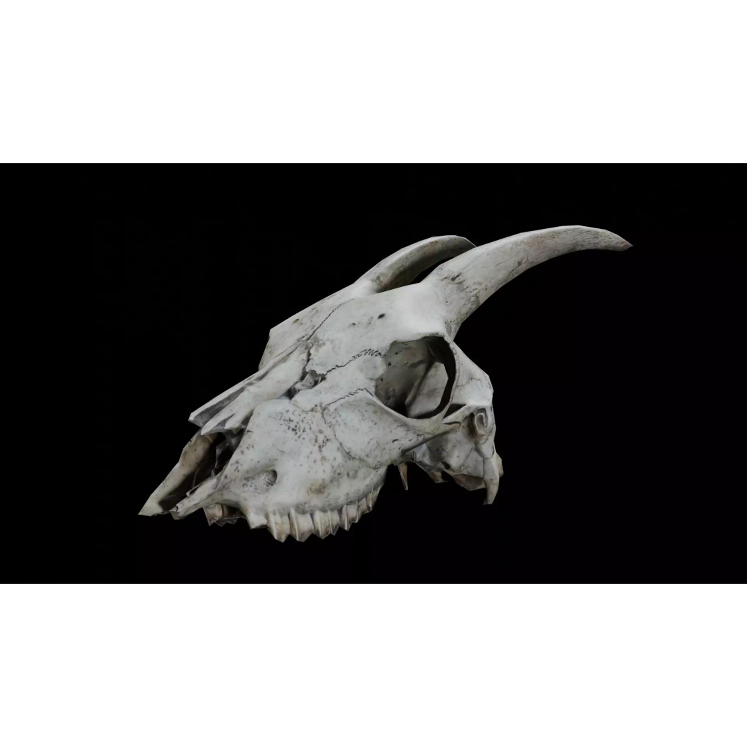 Goat Skull 3D Model – Realistic Low Poly PBR Asset, Game Ready - View 2
