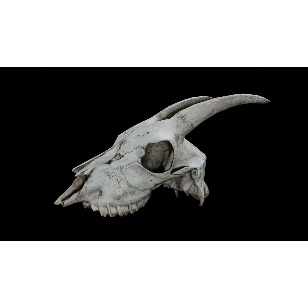 Goat Skull 3D Model – Realistic Low Poly PBR Asset, Game Ready - View 3