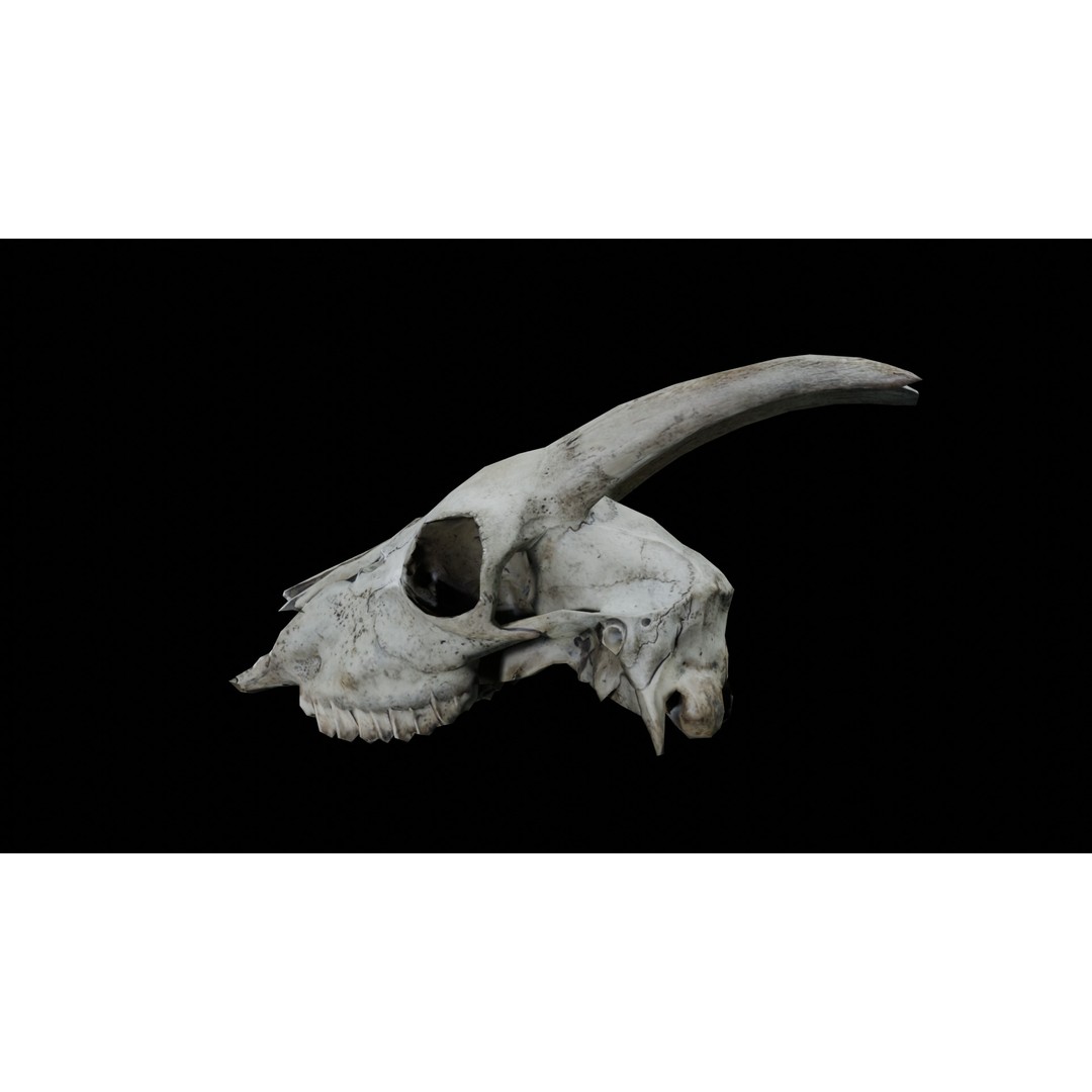Goat Skull 3D Model – Realistic Low Poly PBR Asset, Game Ready - View 4