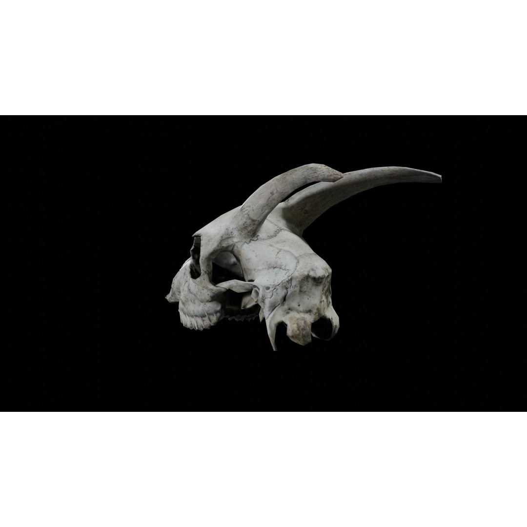 Goat Skull 3D Model – Realistic Low Poly PBR Asset, Game Ready - View 5