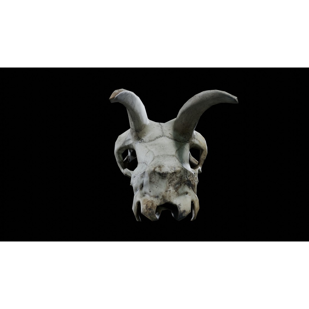 Goat Skull 3D Model – Realistic Low Poly PBR Asset, Game Ready - View 6