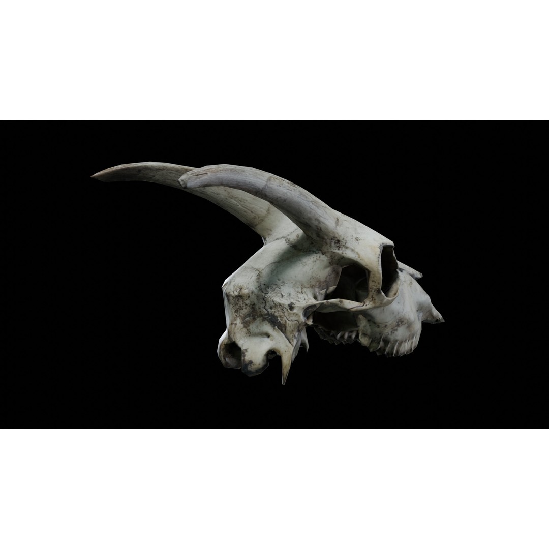 Goat Skull 3D Model – Realistic Low Poly PBR Asset, Game Ready - View 7