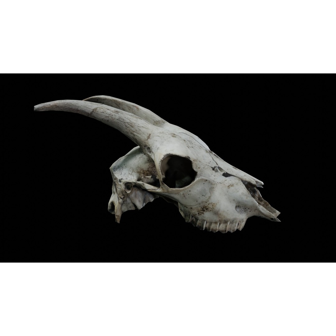 Goat Skull 3D Model – Realistic Low Poly PBR Asset, Game Ready - View 8
