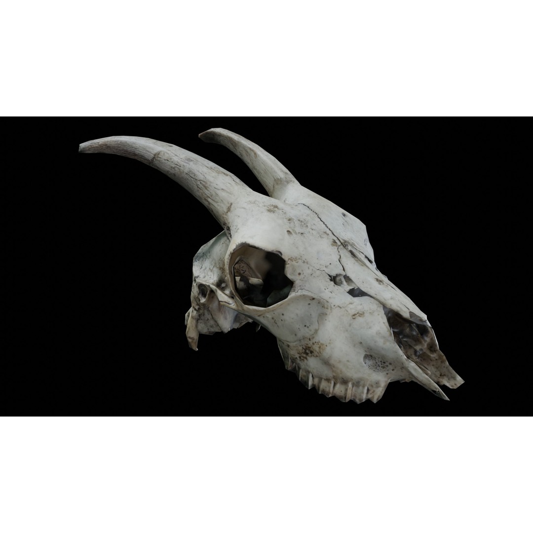 Goat Skull 3D Model – Realistic Low Poly PBR Asset, Game Ready - View 9