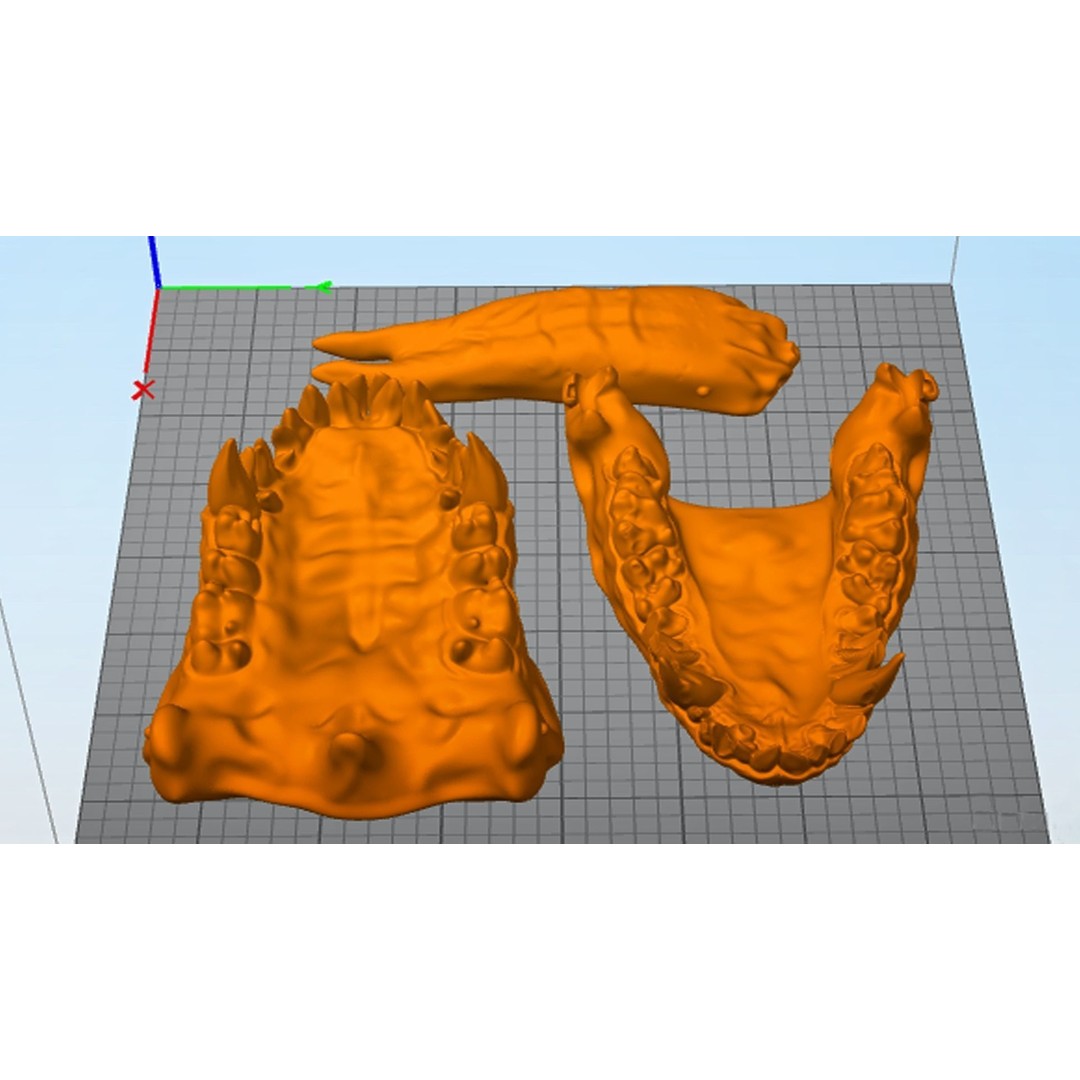 Dragon Teeth 3D Model – Low Poly Game Asset, Rigged, FBX