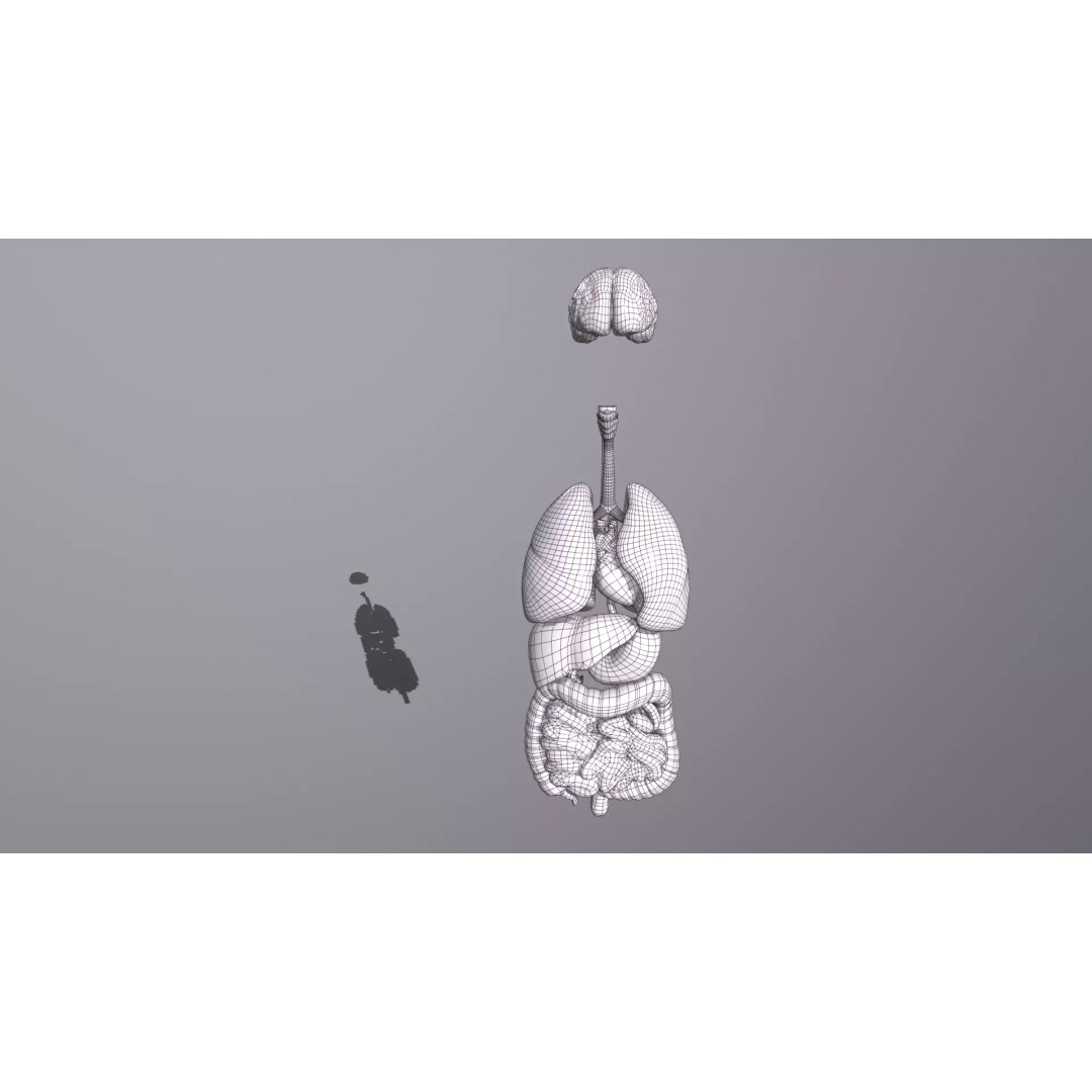 Internal Organs 3D Model – Low Poly PBR Anatomy Asset, FBX, OBJ