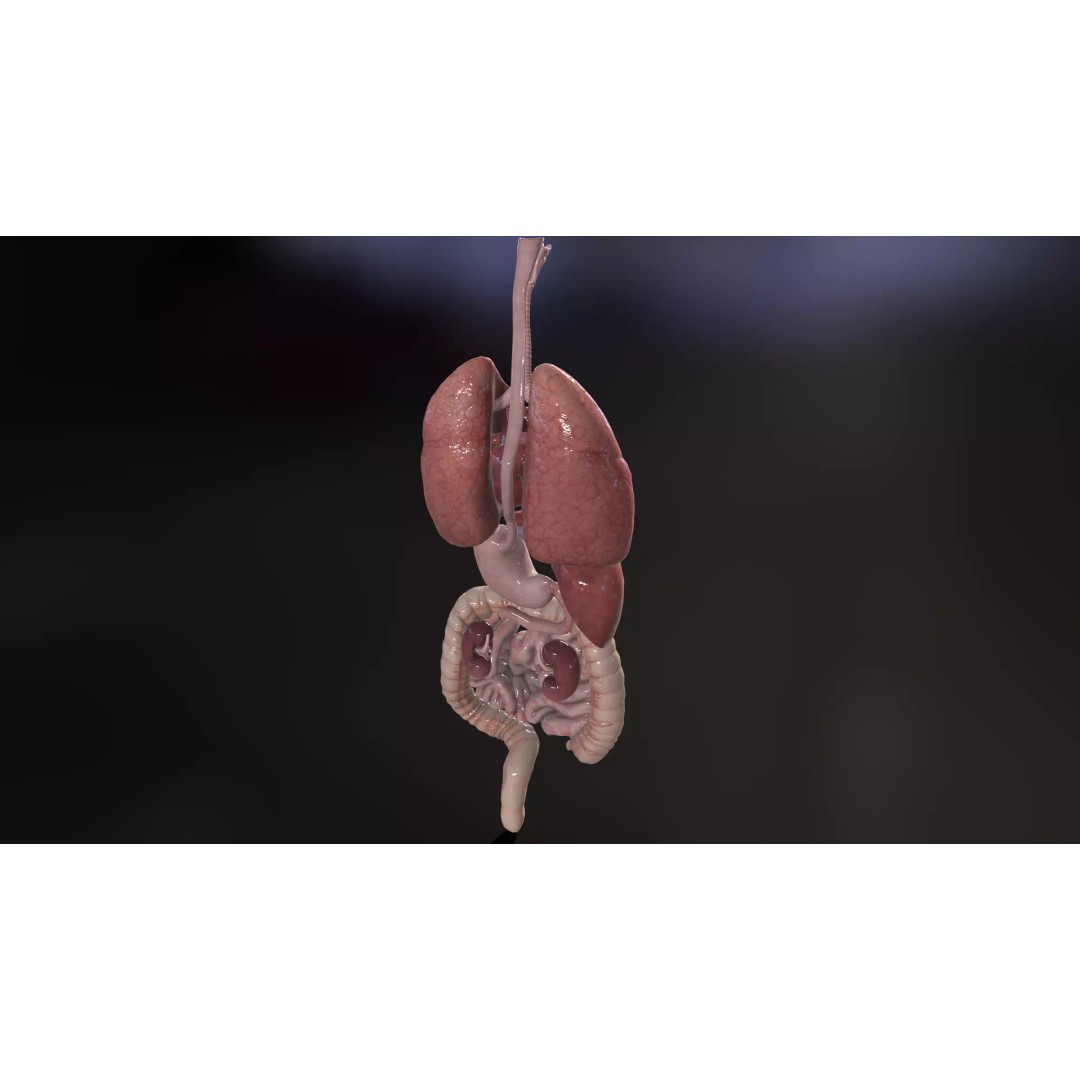 Internal Organs 3D Model – Low Poly PBR Anatomy Asset, FBX, OBJ - View 10
