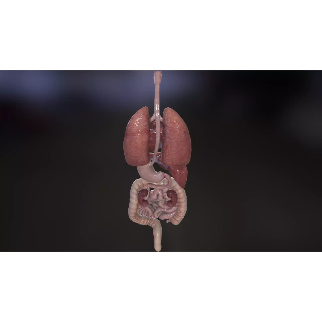 Internal Organs 3D Model – Low Poly PBR Anatomy Asset, FBX, OBJ - View 11