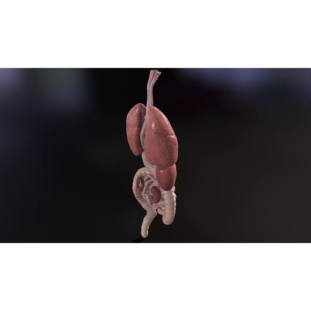 Internal Organs 3D Model – Low Poly PBR Anatomy Asset, FBX, OBJ - View 12
