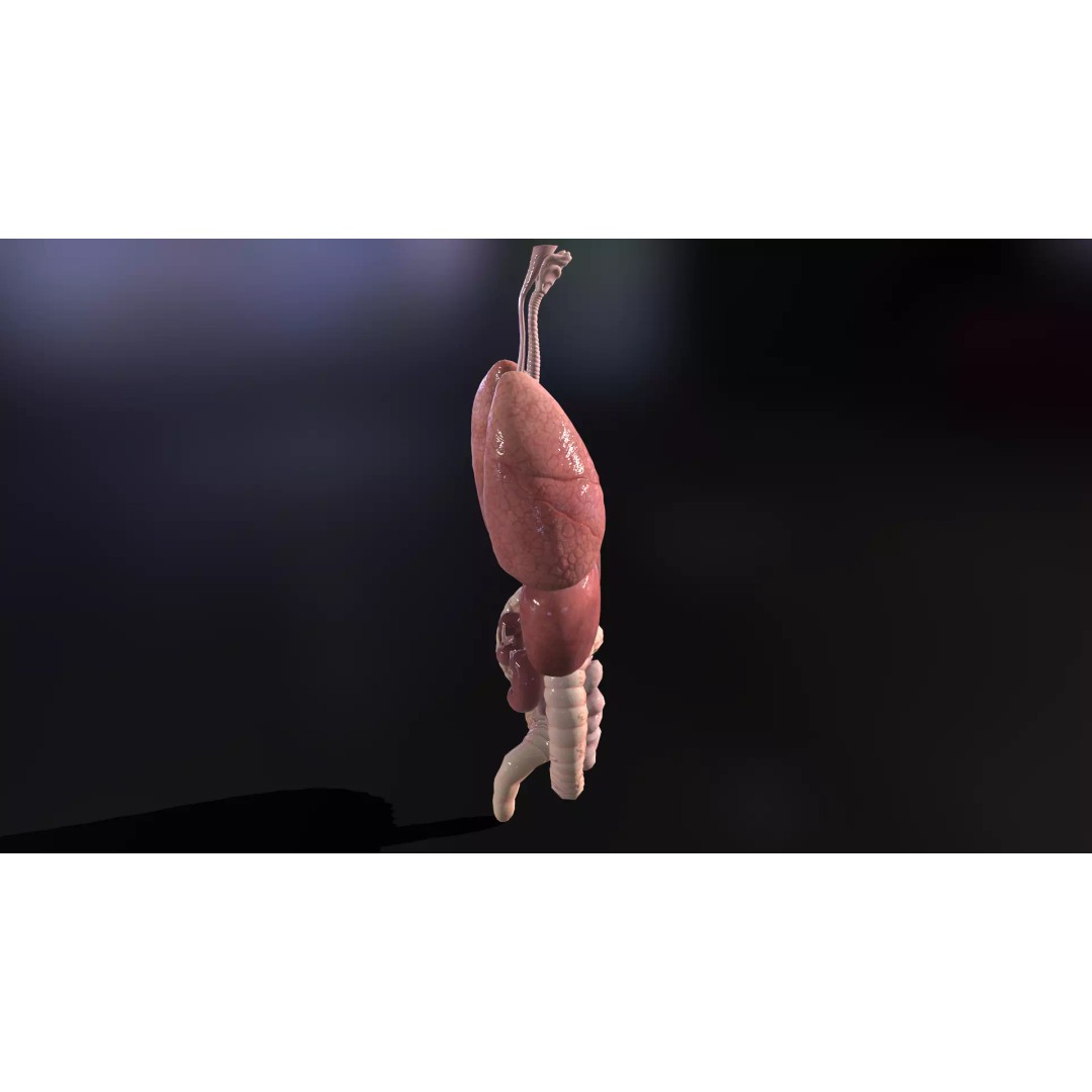 Internal Organs 3D Model – Low Poly PBR Anatomy Asset, FBX, OBJ - View 13