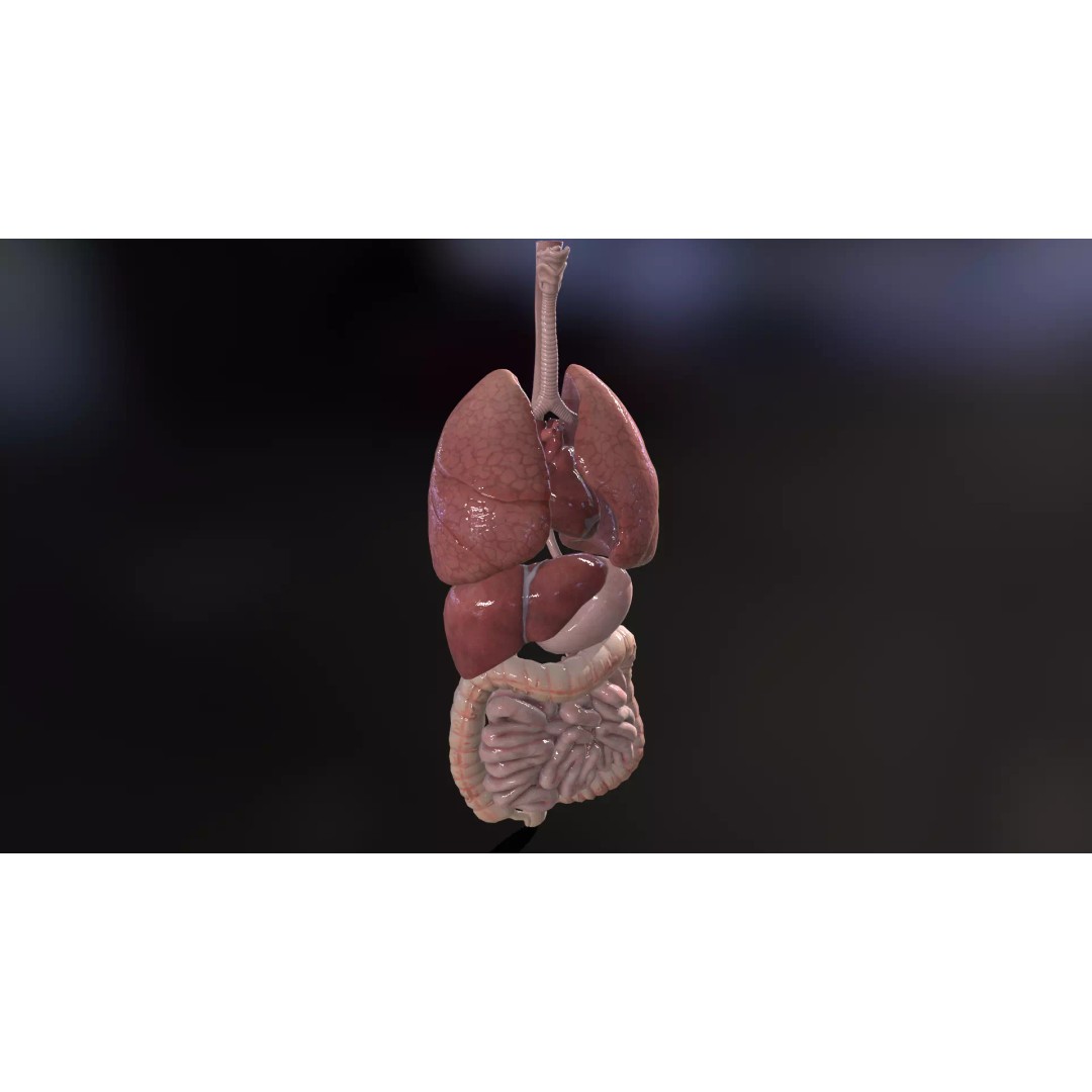 Internal Organs 3D Model – Low Poly PBR Anatomy Asset, FBX, OBJ - View 14