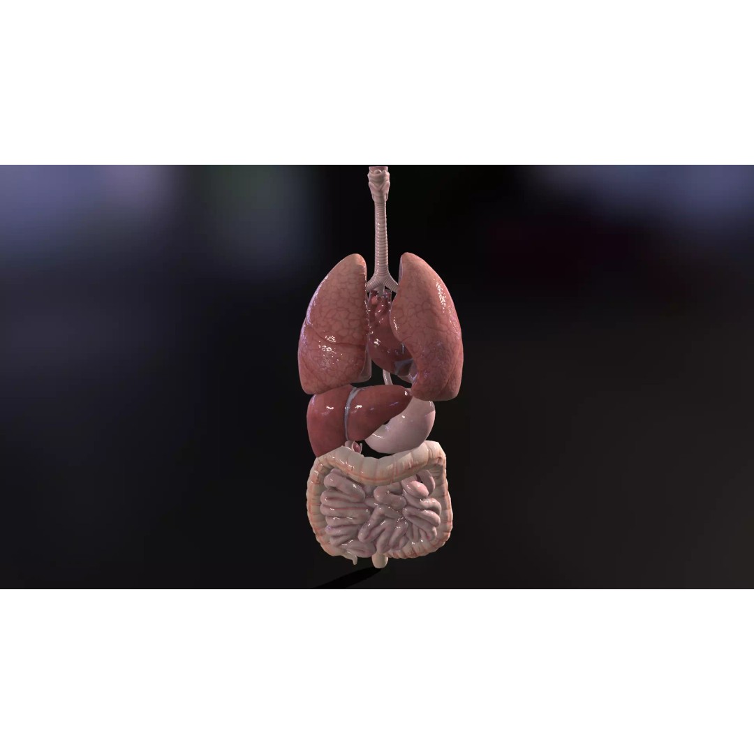 Internal Organs 3D Model – Low Poly PBR Anatomy Asset, FBX, OBJ - View 15