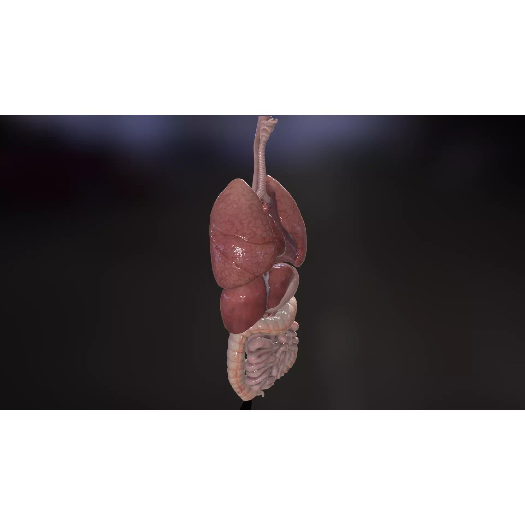 Internal Organs 3D Model – Low Poly PBR Anatomy Asset, FBX, OBJ - View 16
