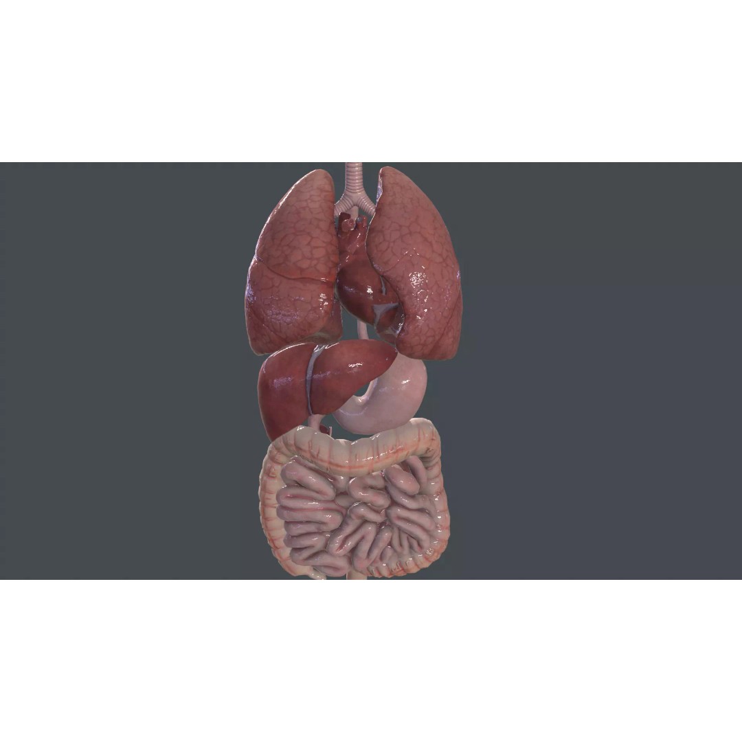 Internal Organs 3D Model – Low Poly PBR Anatomy Asset, FBX, OBJ - View 2