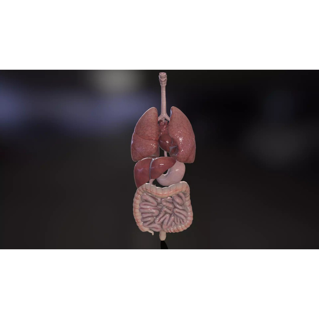 Internal Organs 3D Model – Low Poly PBR Anatomy Asset, FBX, OBJ - View 3