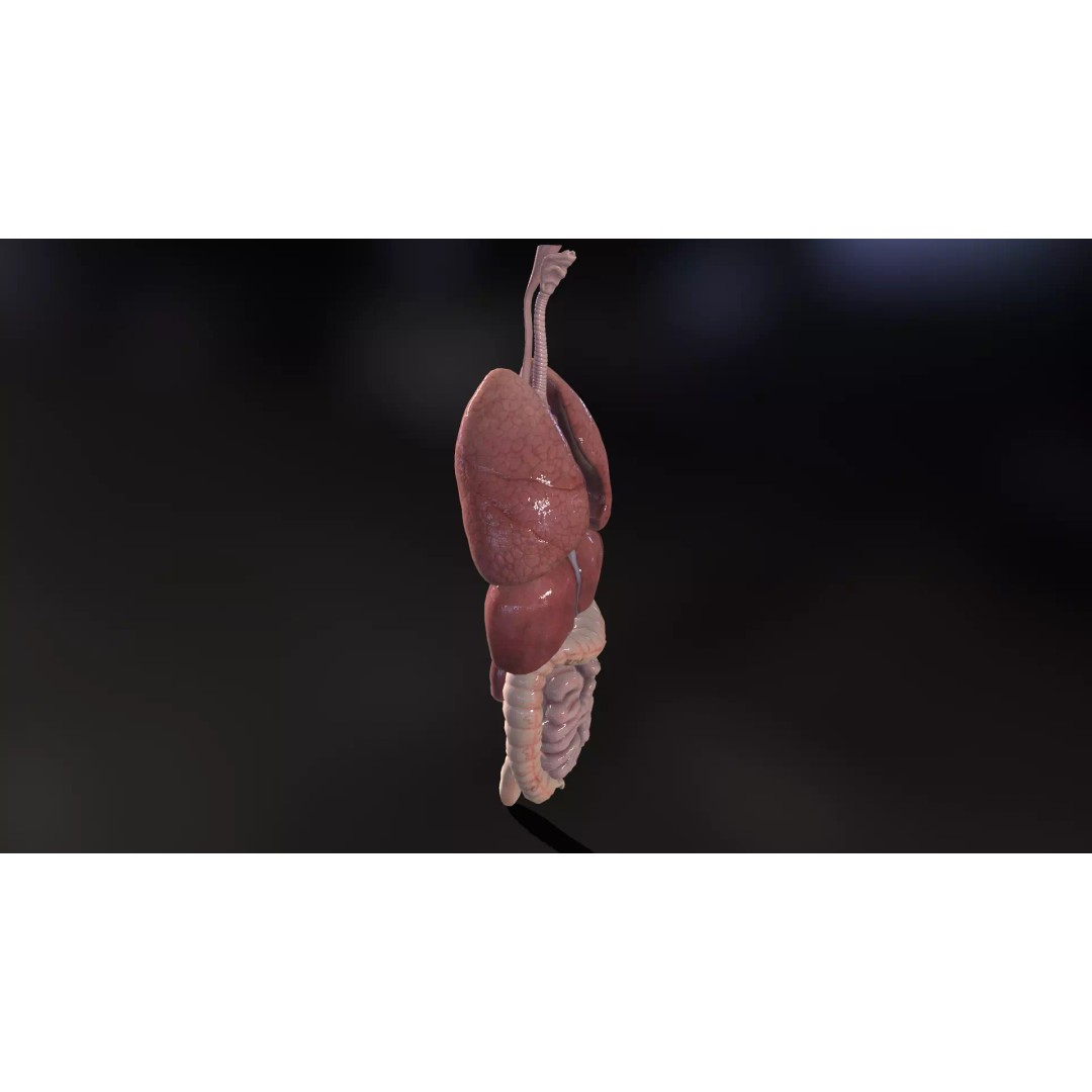 Internal Organs 3D Model – Low Poly PBR Anatomy Asset, FBX, OBJ - View 4