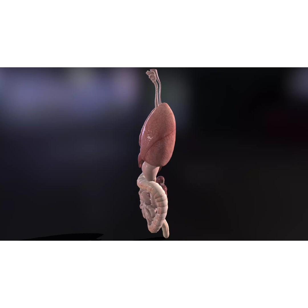 Internal Organs 3D Model – Low Poly PBR Anatomy Asset, FBX, OBJ - View 5
