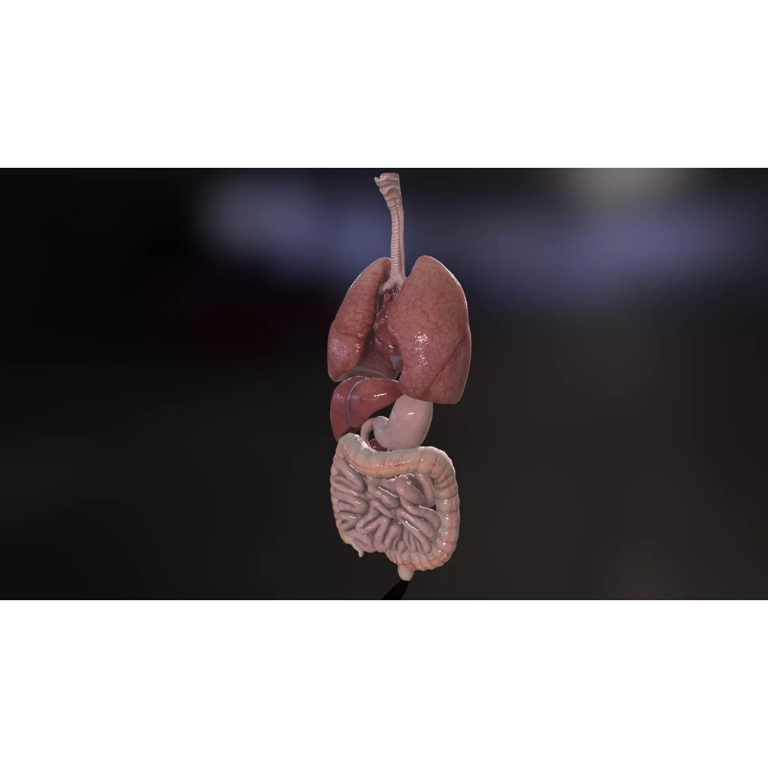 Internal Organs 3D Model – Low Poly PBR Anatomy Asset, FBX, OBJ - View 6