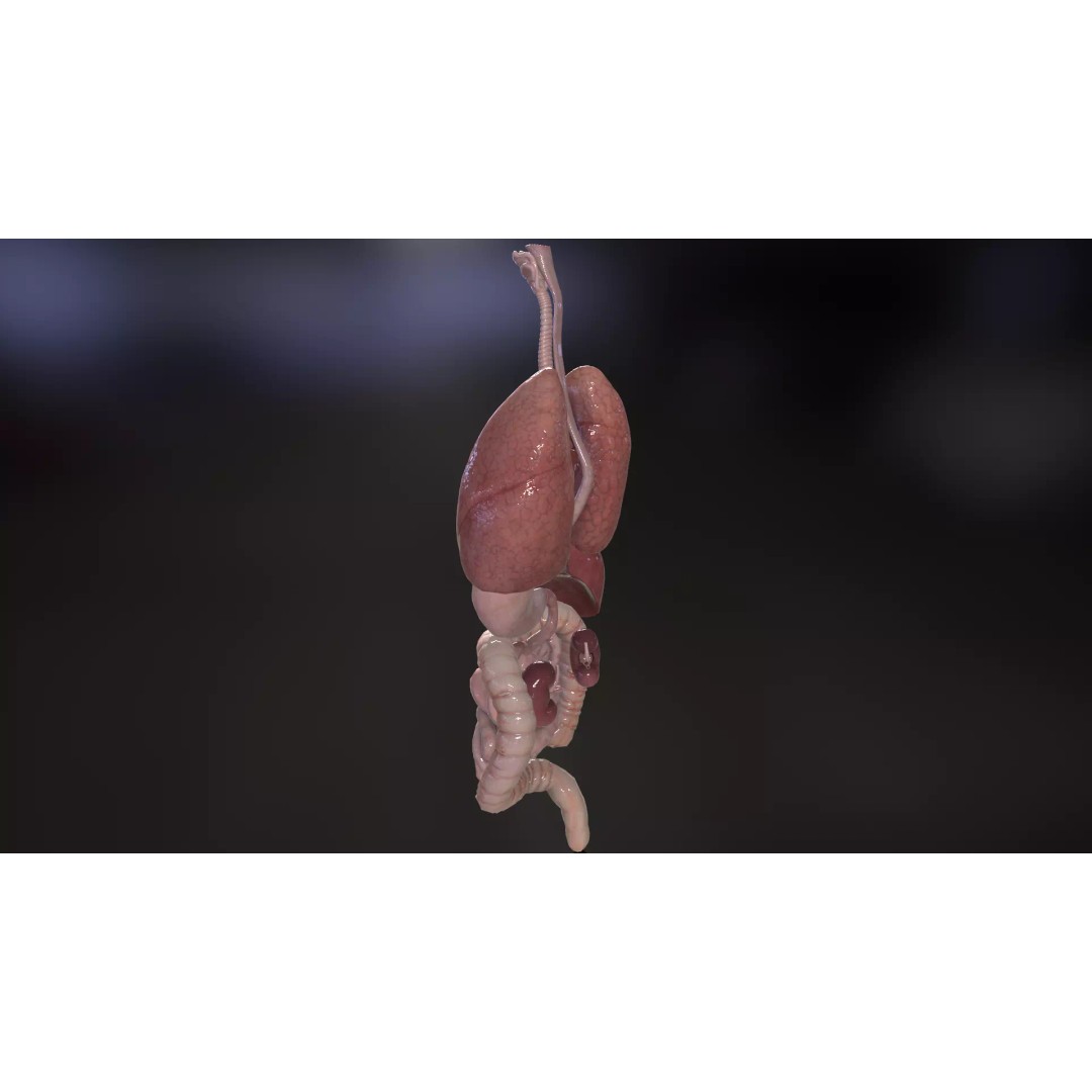 Internal Organs 3D Model – Low Poly PBR Anatomy Asset, FBX, OBJ - View 7