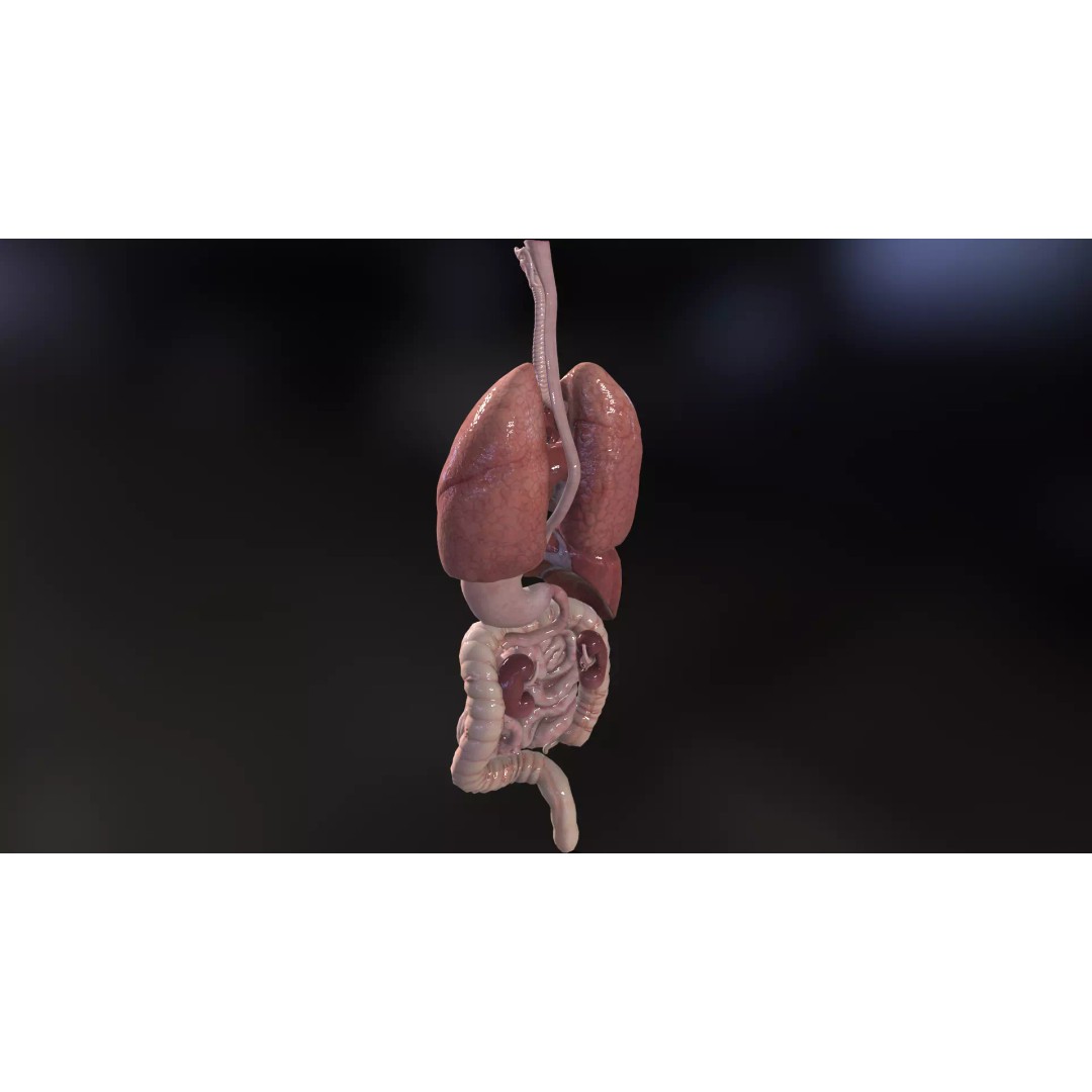 Internal Organs 3D Model – Low Poly PBR Anatomy Asset, FBX, OBJ - View 8