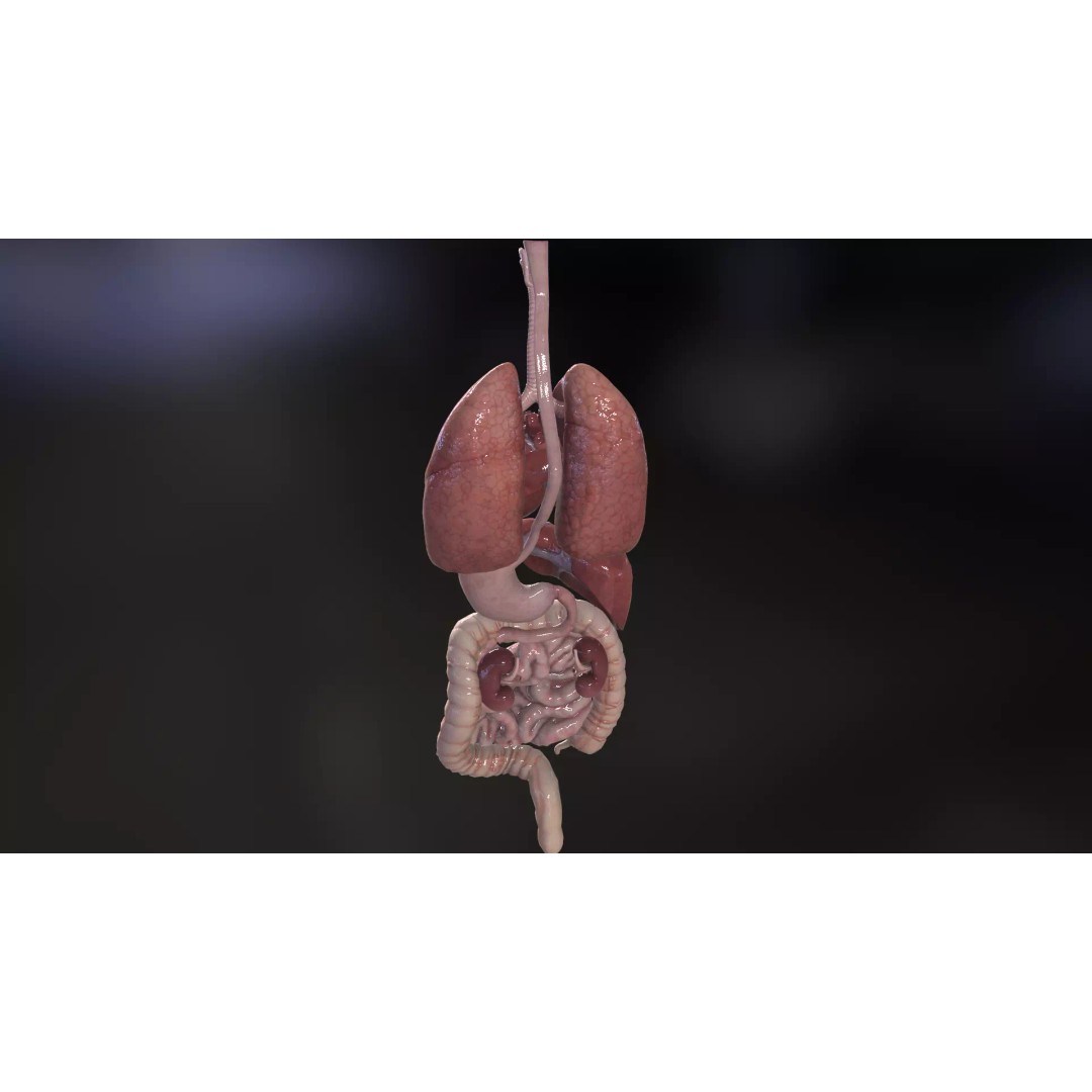 Internal Organs 3D Model – Low Poly PBR Anatomy Asset, FBX, OBJ - View 9