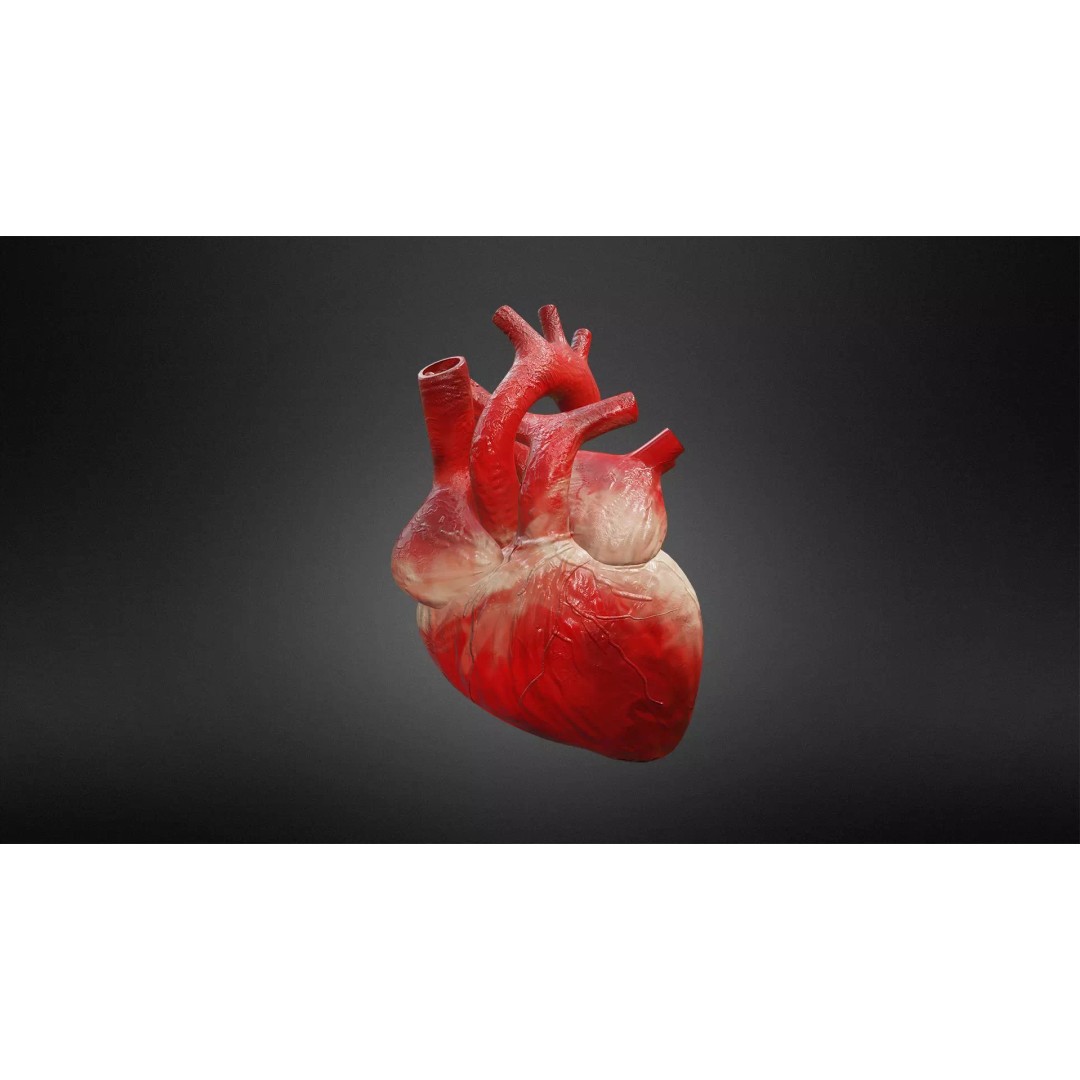 Human Heart 3D Model – Low Poly Game Asset, FBX, PBR Textures - View 2