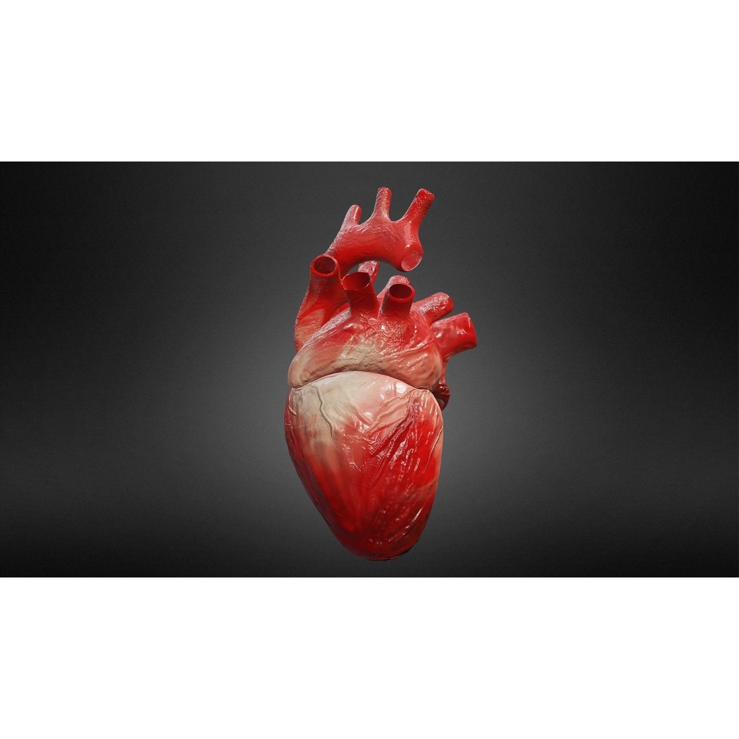 Human Heart 3D Model – Low Poly Game Asset, FBX, PBR Textures - View 3