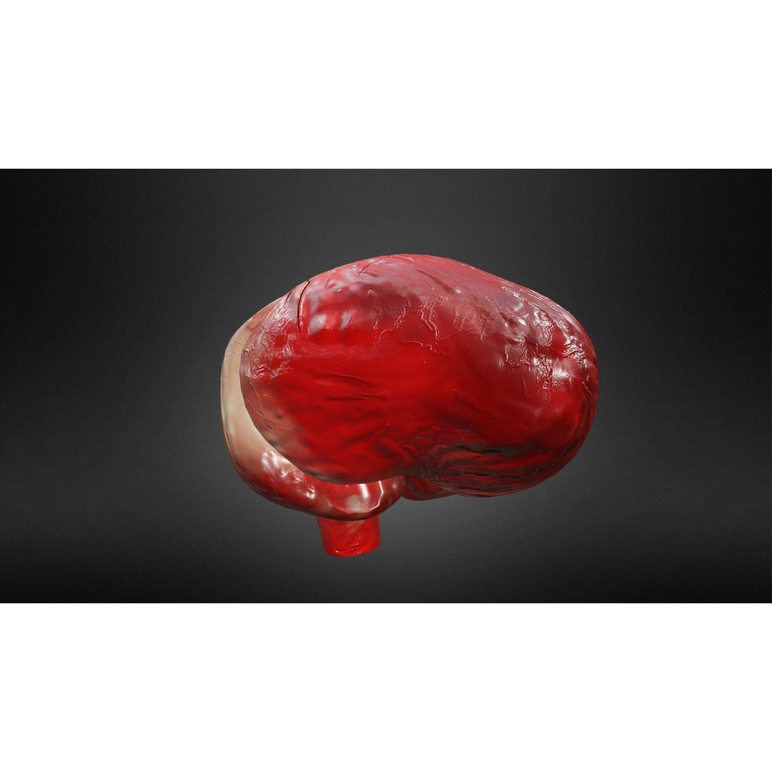 Human Heart 3D Model – Low Poly Game Asset, FBX, PBR Textures - View 7
