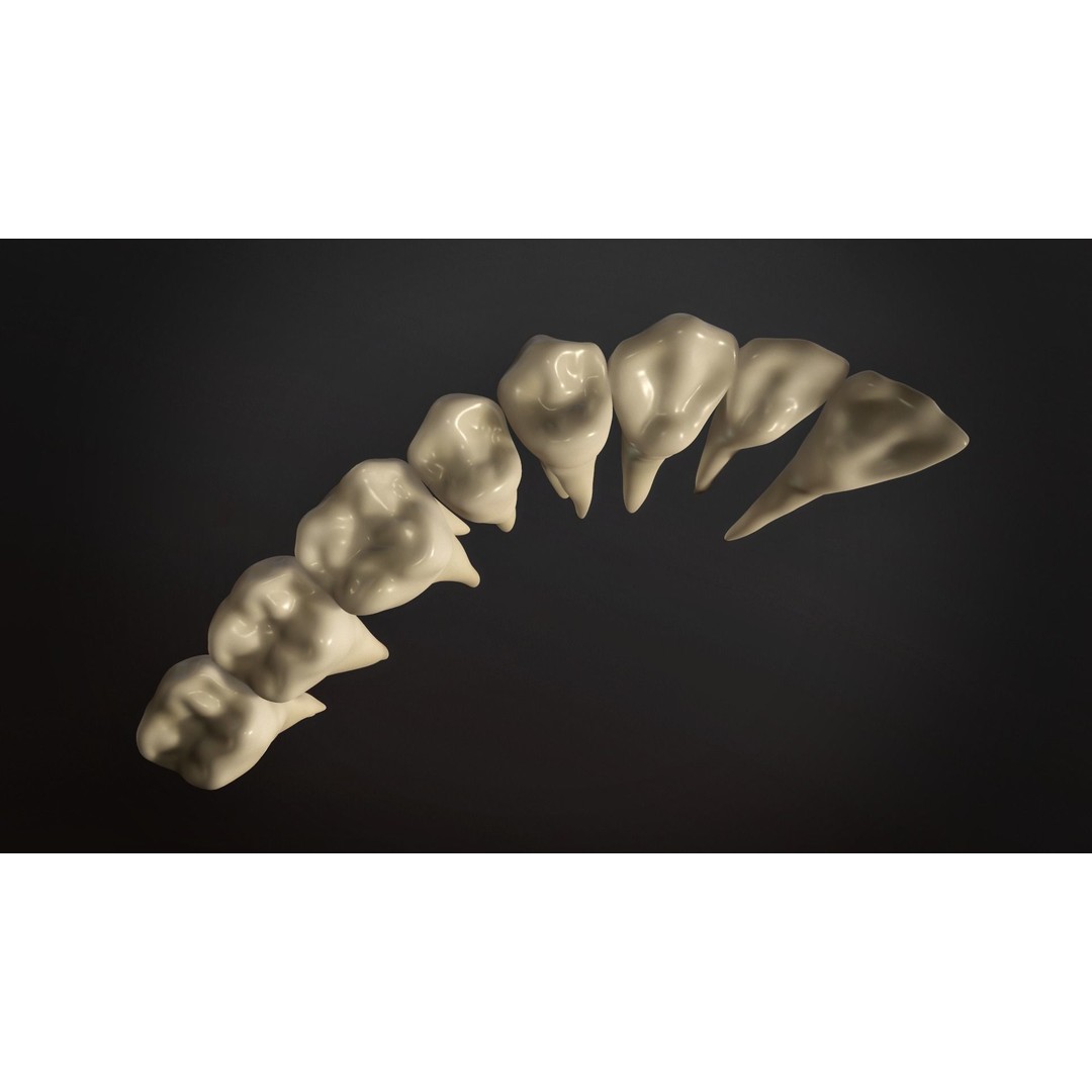 Teeth Pack 3D Model – Low Poly Game Asset, PBR Textures, FBX - View 11