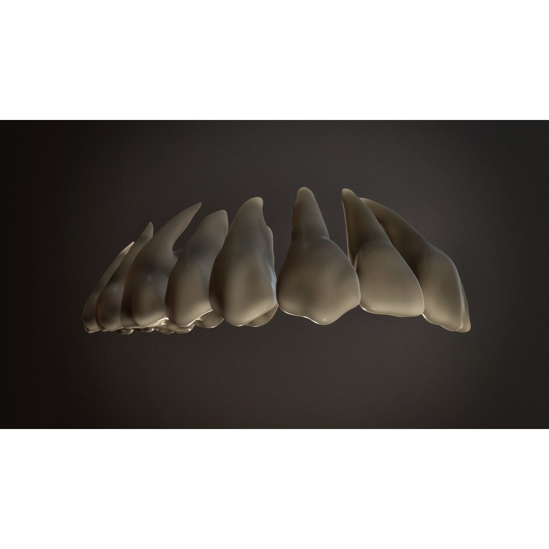 Teeth Pack 3D Model – Low Poly Game Asset, PBR Textures, FBX - View 12