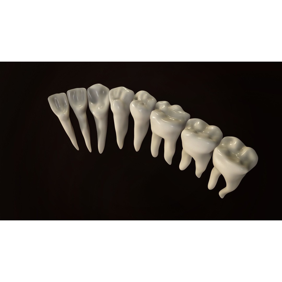 Teeth Pack 3D Model – Low Poly Game Asset, PBR Textures, FBX - View 13