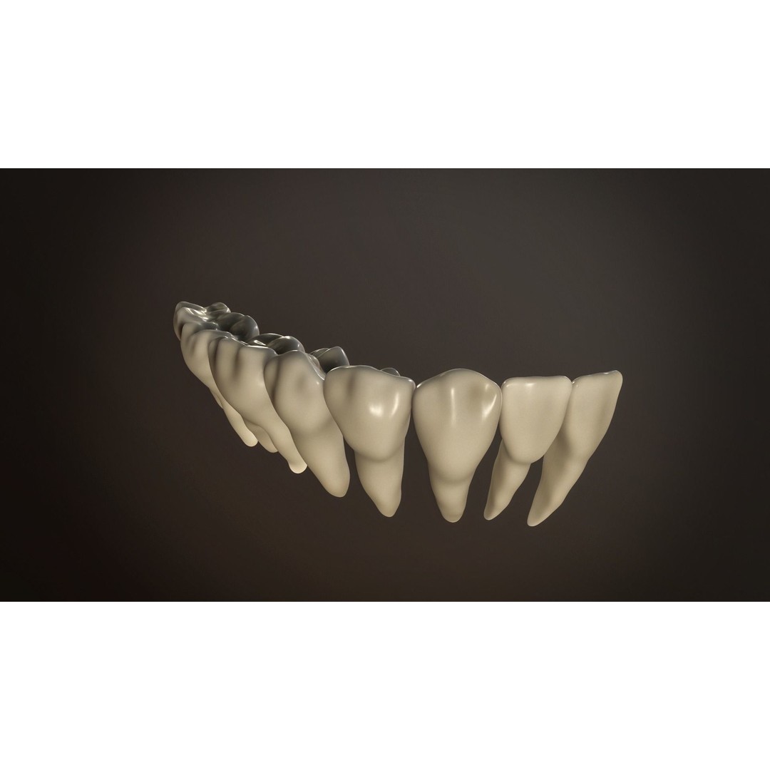 Teeth Pack 3D Model – Low Poly Game Asset, PBR Textures, FBX - View 14