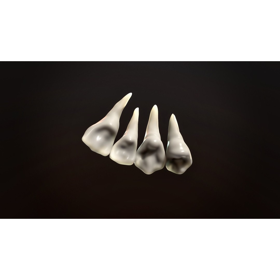 Teeth Pack 3D Model – Low Poly Game Asset, PBR Textures, FBX - View 4