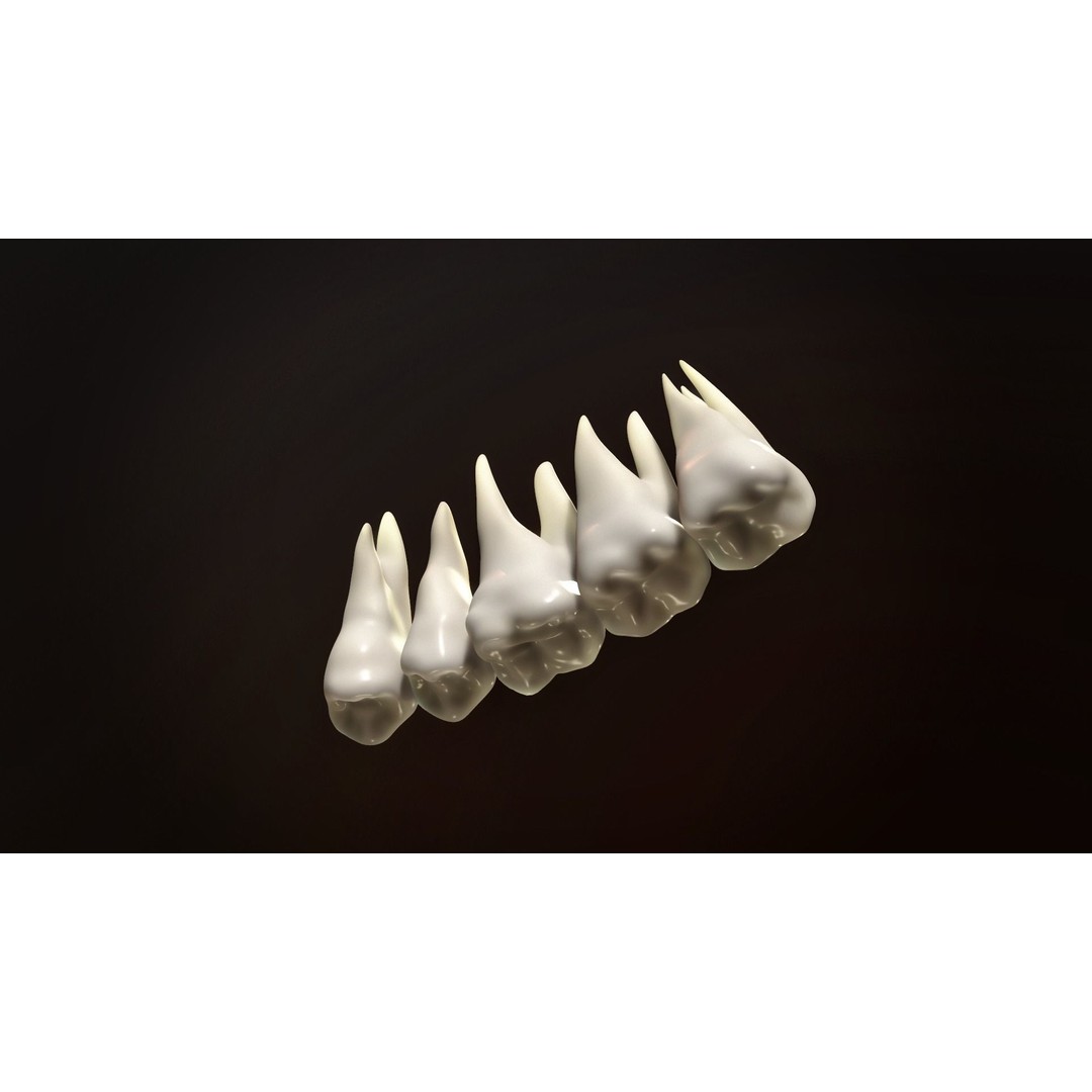 Teeth Pack 3D Model – Low Poly Game Asset, PBR Textures, FBX - View 6