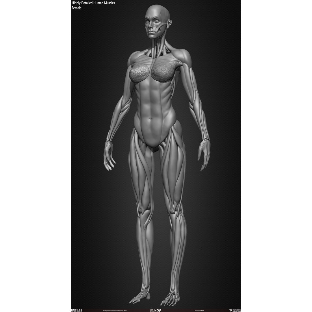 Human Female Muscles 3D Model – Low Poly Anatomy Asset, OBJ/STL/ZTL