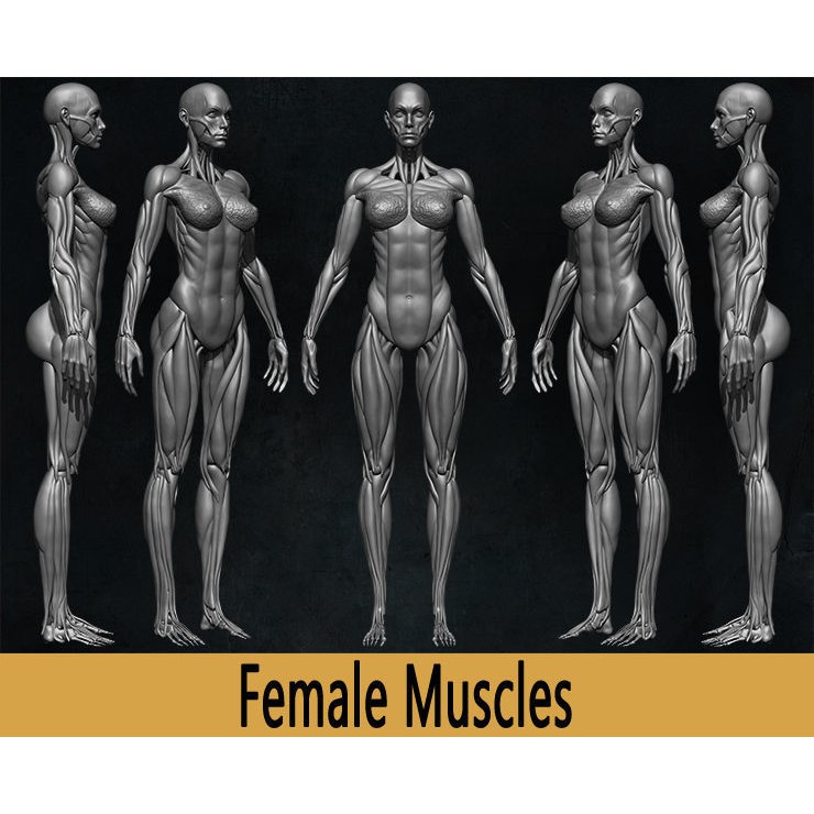 Human Female Muscles 3D Model – Low Poly Anatomy Asset, OBJ/STL/ZTL - View 10