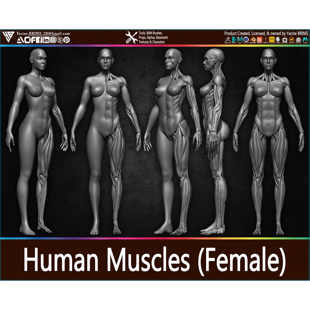 Human Female Muscles 3D Model – Low Poly Anatomy Asset, OBJ/STL/ZTL - View 11
