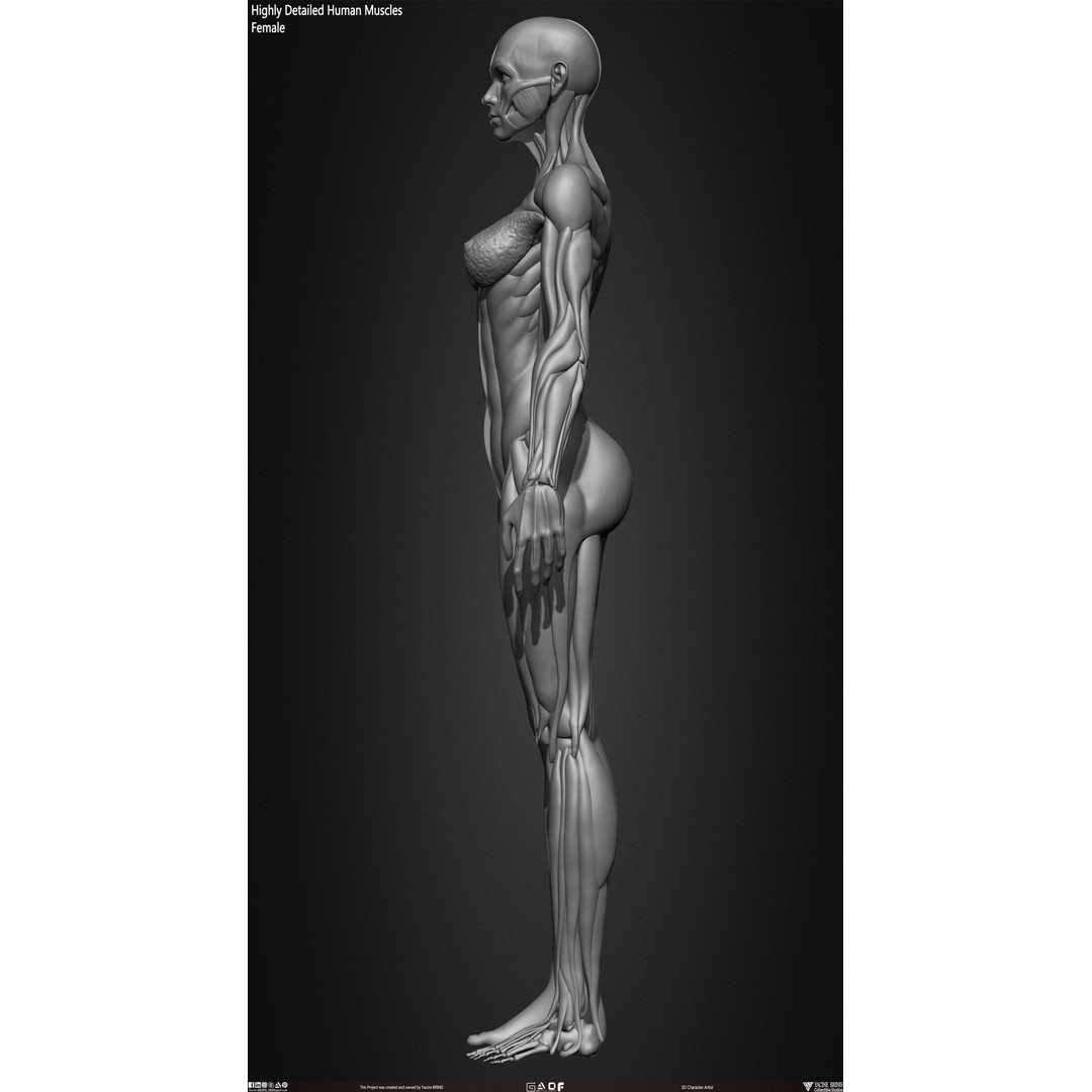 Human Female Muscles 3D Model – Low Poly Anatomy Asset, OBJ/STL/ZTL - View 15